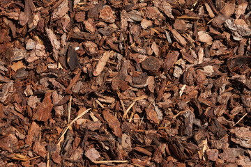 cut pine bark inside an Italian forest