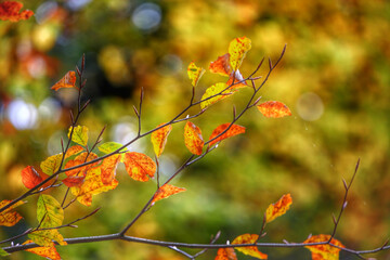 Colorful foliage in the autumn forest. Autumn leaves sky background. Autumn trees leaves in beautiful color.
