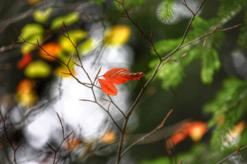 Colorful foliage in the autumn forest. Autumn leaves sky background. Autumn trees leaves in beautiful color.