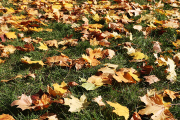 autumn yellow leaves on green grass