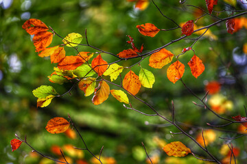 Colorful foliage in the autumn forest. Autumn leaves sky background. Autumn trees leaves in beautiful color.