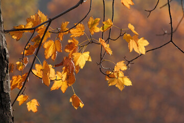 Colorful foliage in the autumn forest. Autumn leaves sky background. Autumn trees leaves in beautiful color.