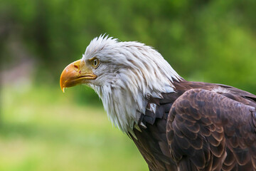 Bald Eagle - Haliaeetus leucocephalus - side portrait. A white head and an open eye are visible. In the background is a green forest. The photo has a beautiful bokeh.