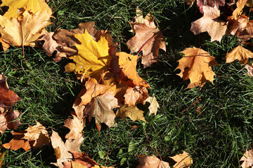 autumn yellow leaves on green grass