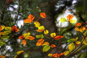 Obraz na płótnie Canvas Colorful foliage in the autumn forest. Autumn leaves sky background. Autumn trees leaves in beautiful color.