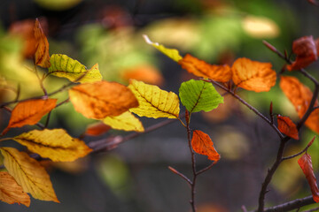 Colorful foliage in the autumn forest. Autumn leaves sky background. Autumn trees leaves in beautiful color.