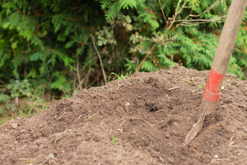 Garden shovel on compost. Freshly composted earth from compost bin. nutrient rich vegetables converted to soil.