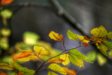 Colorful foliage in the autumn forest. Autumn leaves sky background. Autumn trees leaves in beautiful color.