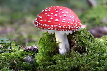 Roter Fliegenpilz im Moos