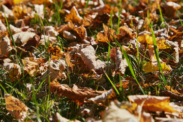 yellowed autumn leaves on green grass