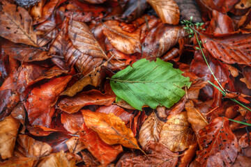 Colorful foliage in the autumn forest. Autumn leaves sky background. Autumn trees leaves in beautiful color.