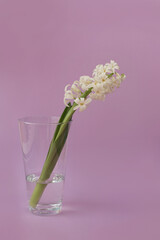 White hyacinth in a vase on a lilac horizontal background.