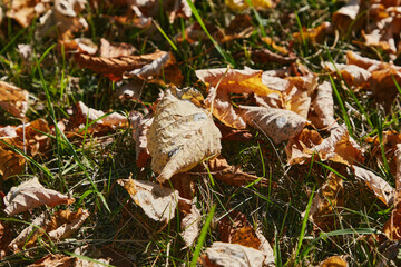 yellowed autumn leaves on green grass