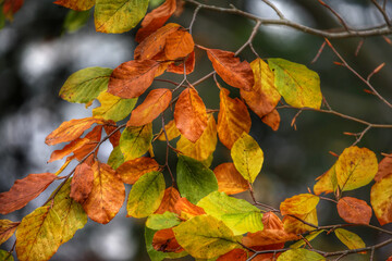 Colorful foliage in the autumn forest. Autumn leaves sky background. Autumn trees leaves in beautiful color.