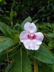 Flor blanca