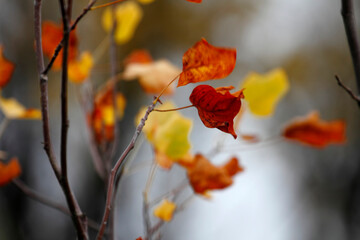 Colorful foliage in the autumn forest. Autumn leaves sky background. Autumn trees leaves in beautiful color.