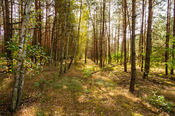 Las liściasty © Mariusz Stoszewski