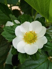 Flor de fresa