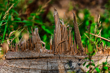 Holzsplitter