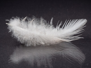 Feather close-up on a dark background. Bird fluff.