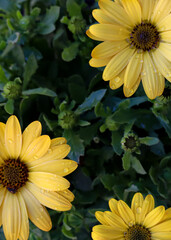 Yellow Daisies in the garden