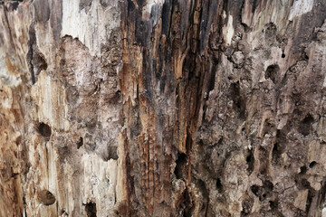 Old rotten tree texture background