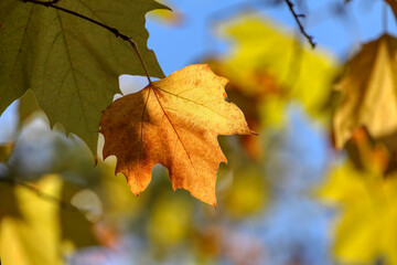 Colorful foliage in the autumn forest. Autumn leaves sky background. Autumn trees leaves in beautiful color.