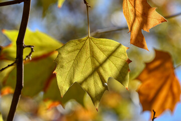Fototapeta premium Colorful foliage in the autumn forest. Autumn leaves sky background. Autumn trees leaves in beautiful color.
