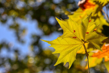 Colorful foliage in the autumn forest. Autumn leaves sky background. Autumn trees leaves in beautiful color.