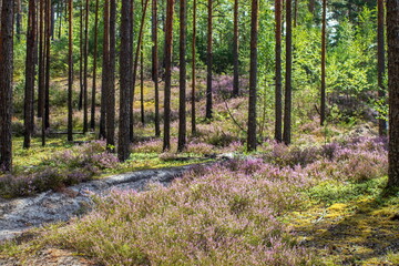 Fototapeta na wymiar Summer landscape sketches from a pine forest