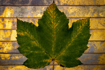 Maple leaf on copper bar background