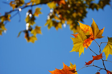 Colorful foliage in the autumn forest. Autumn leaves sky background. Autumn trees leaves in beautiful color.