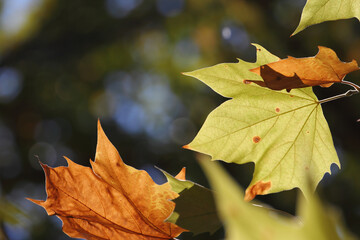 Fototapeta premium Colorful foliage in the autumn forest. Autumn leaves sky background. Autumn trees leaves in beautiful color.
