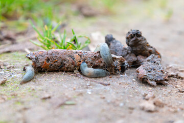 Slug eat the poop of another animal