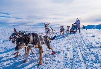 Husky sled dogs ready to go sledding, Sweden © Reelistic