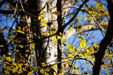 Colorful foliage in the autumn forest. Autumn leaves sky background. Autumn trees leaves in beautiful color.
