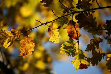 Colorful foliage in the autumn forest. Autumn leaves sky background. Autumn trees leaves in beautiful color.