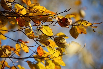 Colorful foliage in the autumn forest. Autumn leaves sky background. Autumn trees leaves in beautiful color.