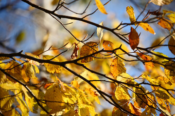 Colorful foliage in the autumn forest. Autumn leaves sky background. Autumn trees leaves in beautiful color.