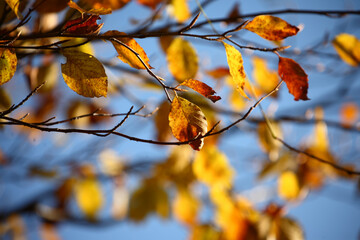 Colorful foliage in the autumn forest. Autumn leaves sky background. Autumn trees leaves in beautiful color.