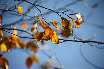 Colorful foliage in the autumn forest. Autumn leaves sky background. Autumn trees leaves in beautiful color.