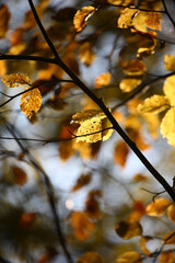 Colorful foliage in the autumn forest. Autumn leaves sky background. Autumn trees leaves in beautiful color.