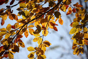 Colorful foliage in the autumn forest. Autumn leaves sky background. Autumn trees leaves in beautiful color.