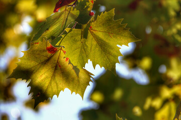Colorful foliage in the autumn forest. Autumn leaves sky background. Autumn trees leaves in beautiful color.
