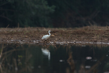Egret