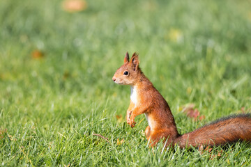 Squirrel in the autumn park.