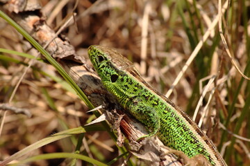 Male sand lizard (Lacerta agilis) in bright green breeding coloration, blending into dry grassland habitat. A protected reptile species across Europe