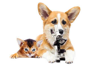 dog laboratory and microscope