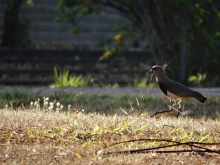 O passeio do quero-quero