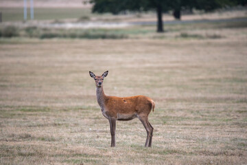 Roe Deer